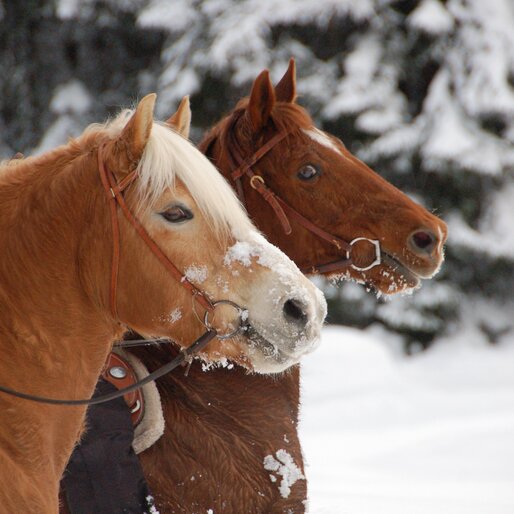Ausritt auf Zwei Pferden im Schnee | © Angerle Alm/Dana Hoffmann